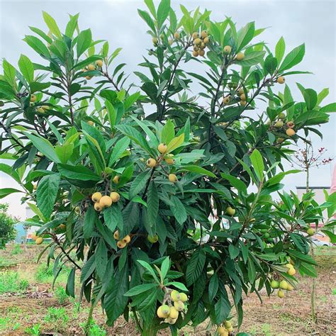 枇杷树风水|家中种植枇杷树的忌讳及风水讲究，你知道多少？